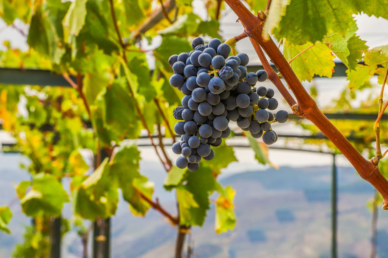 The Region of Douro Vinhateiro